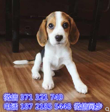 比格犬宠物买卖 宠物市场 宠物狗狗图片宠物网 炕