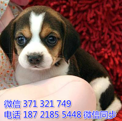 比格犬宠物买卖 宠物市场 宠物狗狗图片宠物网 犬舍继