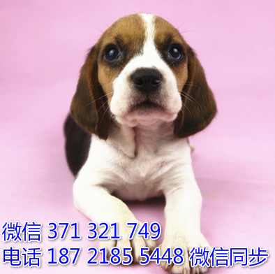 比格犬出售 宠物狗狗  宠物市场 狗狗图片 买