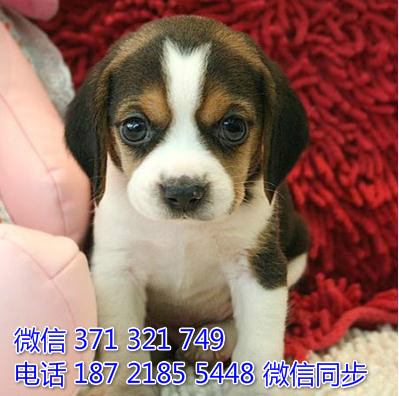 比格犬宠物买卖 宠物市场 宠物狗狗图片宠物网 犬舍融