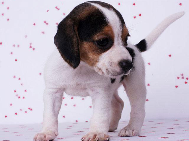 广州出售纯种健康比格幼犬 疫苗齐全 多窝可选