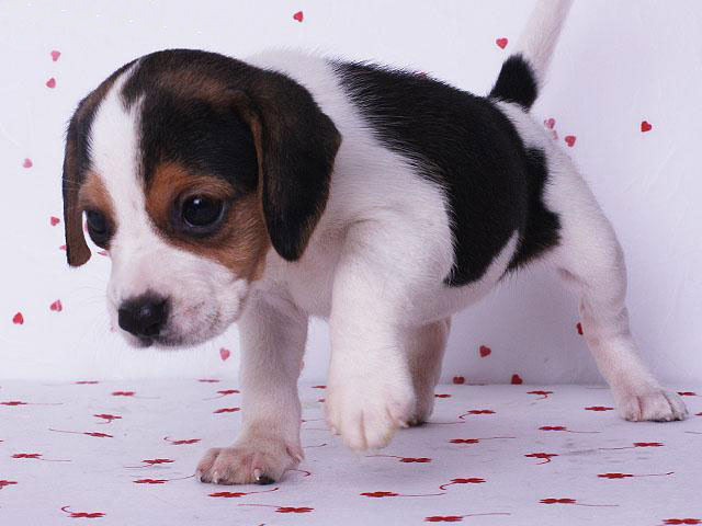 广州出售纯种健康比格幼犬 疫苗齐全 多窝可选