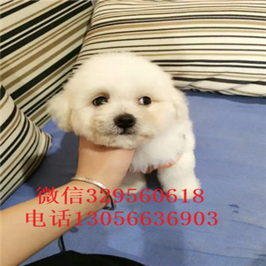 泰安出售纯种法国比熊幼犬双血统比熊疫苗齐全