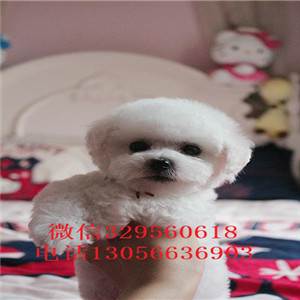 枣庄哪里能买到大眼睛比熊犬双血统比熊疫苗齐