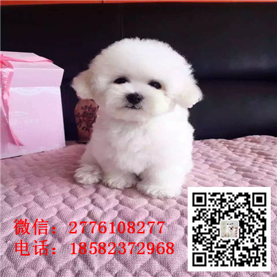 海南州哪里有卖长不大比熊犬 比熊能长多大 比