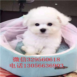 荆州出售纯种长不大的比熊高品质比熊疫苗齐全