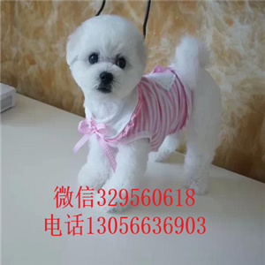 哈尔滨哪里有卖长不大的比熊赛级比熊疫苗齐全