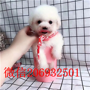 比熊 不以价格惊天下 但以品质惊世人可直接视