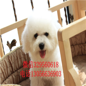 淮北出售纯种棉花糖比熊犬双血统比熊包纯种健