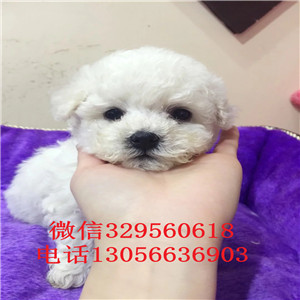 聊城出售纯种白色比熊犬高品质比熊包纯种健康