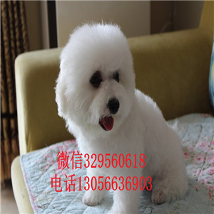 青岛出售纯种大眼睛比熊犬赛级比熊疫苗齐全