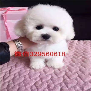  萍乡比熊多少钱一只 萍乡哪里有卖比熊  小体