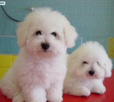 武汉小体比熊犬 武汉哪里卖的比熊便宜 武汉哪