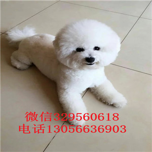 黔东南出售纯种小体比熊犬白色比熊犬超级可爱