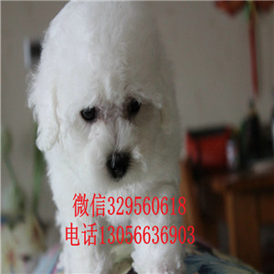 松原出售纯种小体比熊犬茶杯比熊犬比熊犬一只