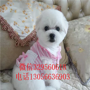 哈尔滨哪里能买到纯种比熊犬茶杯比熊犬比熊犬