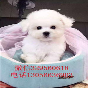 随州出售纯种小体比熊犬小体比熊犬比熊犬一只