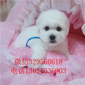 沧州哪里有卖纯种比熊犬白色比熊犬比熊犬价格