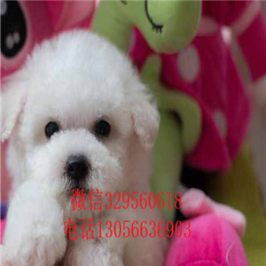 长治哪里有卖纯种比熊犬茶杯比熊犬比熊犬一只