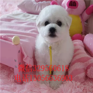 宝鸡哪里有卖纯种比熊犬茶杯比熊犬比熊犬价格多少犬舍直接购买纯种卷毛比熊犬