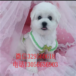 焦作出售纯种小体比熊犬白色比熊犬比熊犬一只