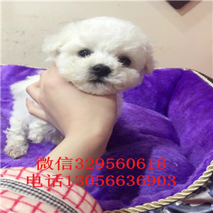 四平哪里能买到纯种比熊犬白色比熊犬比熊犬一