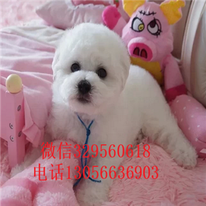 濮阳出售纯种小体比熊犬出售极品比熊幼犬比熊犬一只多少钱纯白色比熊宝宝