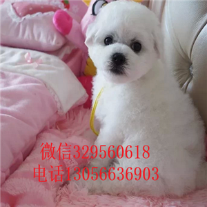 濮阳出售纯种小体比熊犬出售极品比熊幼犬比熊