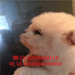 乐山哪里有卖纯种比熊犬茶杯比熊犬大眼睛甜美