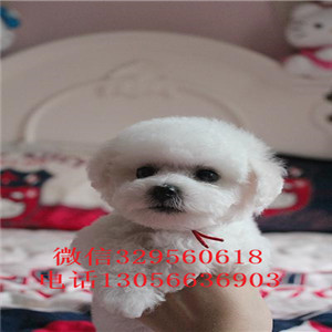 阿坝哪里有卖纯种比熊犬茶杯比熊犬比熊犬多少钱纯种健康比熊犬