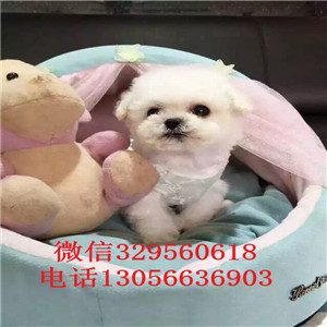 吉安哪里有卖纯种比熊犬白色比熊犬比熊犬一只