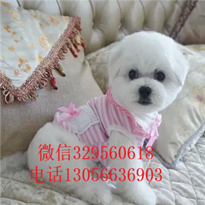 哈尔滨哪里能买到纯种比熊犬茶杯比熊犬比熊犬多少钱法国卷毛比熊犬