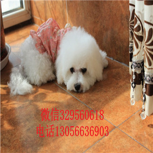 金昌哪里有卖纯种比熊犬小体比熊犬大眼睛甜美