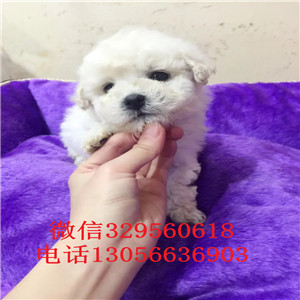 锡林郭勒哪里有卖纯种比熊犬白色比熊犬比熊犬