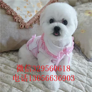 哈尔滨哪里能买到纯种比熊犬茶杯比熊犬比熊犬多少钱法国卷毛比熊犬