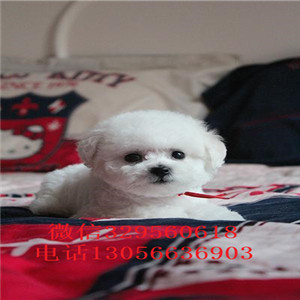 东营出售纯种小体比熊犬出售极品比熊幼犬比熊