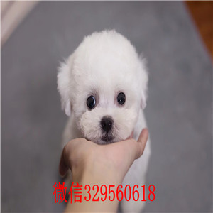 南昌比熊犬出售 南昌哪里有卖宠物狗