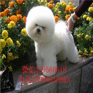 朝阳哪里能买到纯种比熊犬白色比熊犬比熊犬多