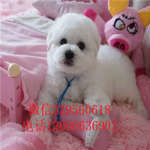 濮阳出售纯种小体比熊犬出售极品比熊幼犬比熊犬一只多少钱纯白色比熊宝宝