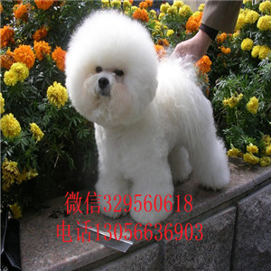 南昌出售纯种小体比熊犬白色比熊犬超级可爱比