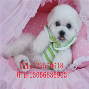 盘锦哪里有卖纯种比熊犬茶杯比熊犬比熊犬多少