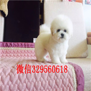 聊城出售纯种比熊犬出售纯种健康的比熊犬白色