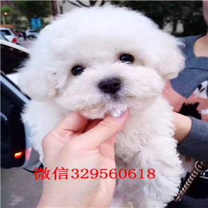 平顶山出售纯种比熊犬比熊犬哪里有多少钱白色比熊犬比熊好养吗