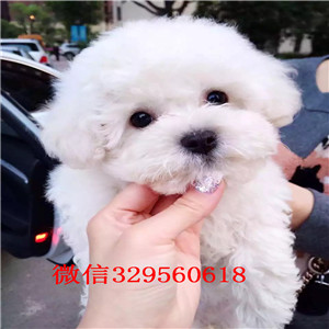 哈尔滨哪里有比熊犬出售小体比熊犬纯种法国比