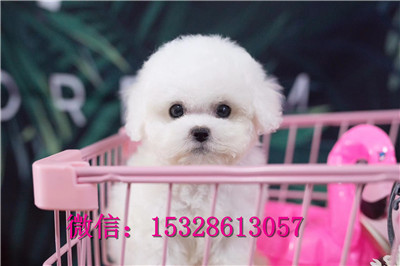 随州哪里有卖比熊犬赛级比熊犬价格茶杯狗幼犬