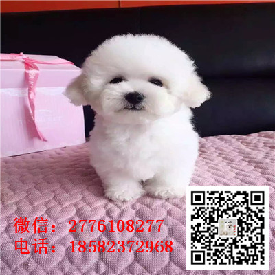 沈阳哪里有纯种比熊幼犬出售 比熊哪里的纯种