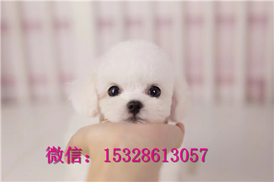 十堰哪里能买到比熊犬纯白色比熊犬多少钱小体