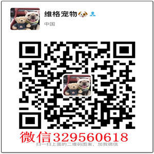  荆州哪里有卖比熊比熊多少钱白色比熊幼犬多