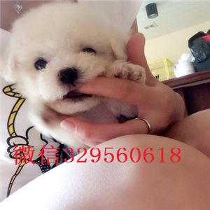  山东枣庄纯种比熊多少钱  白色比熊犬舍出售 