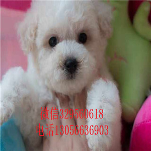  南昌哪里有卖比熊犬的长不大的比熊犬带证书